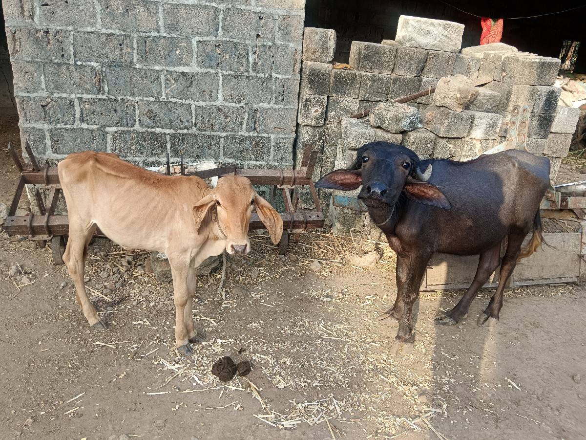 પડી અને વાચડી