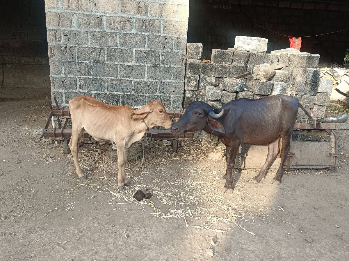 પડી અને વાચડી