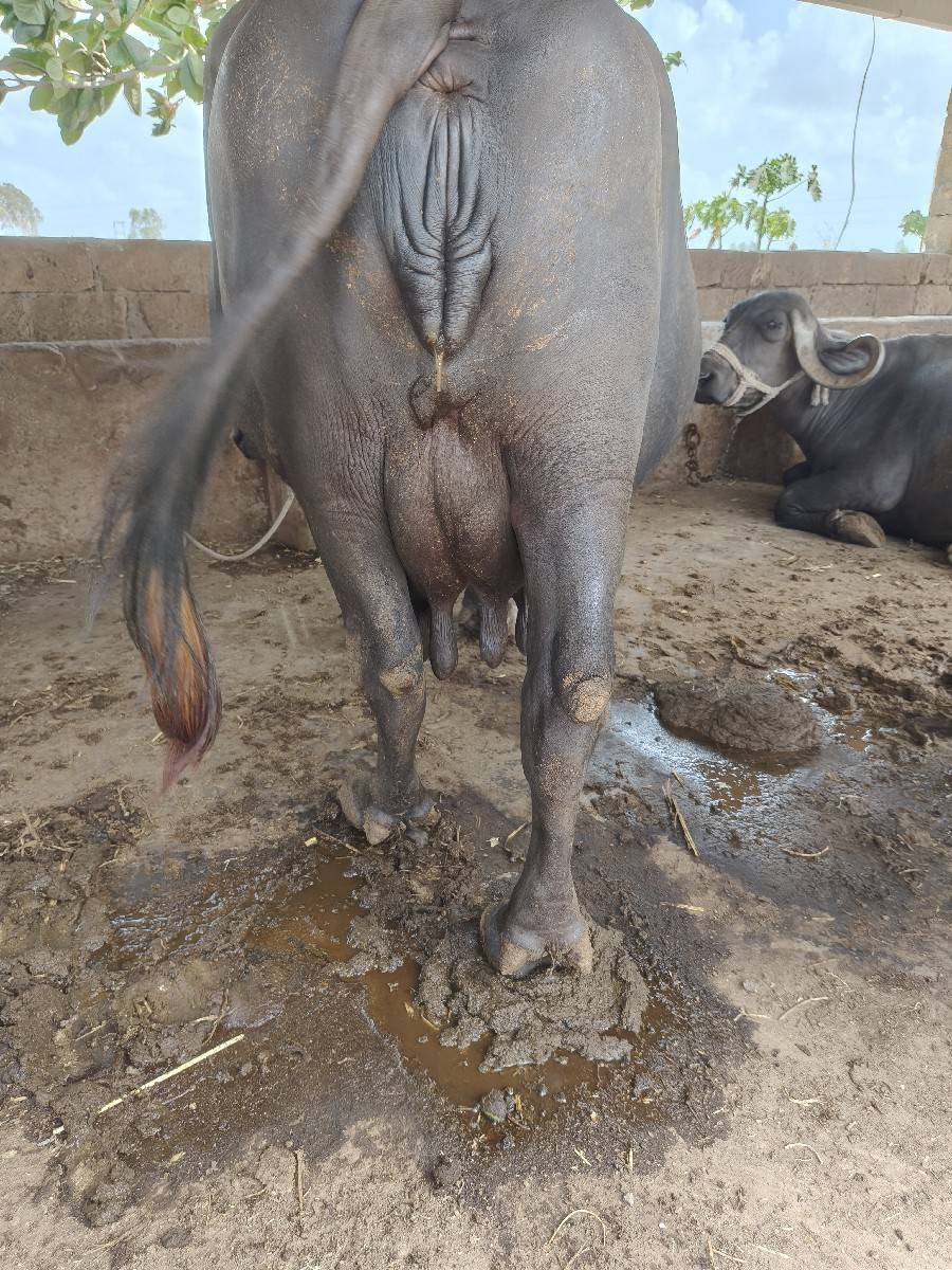 ભેંસ વેચવા ની છે