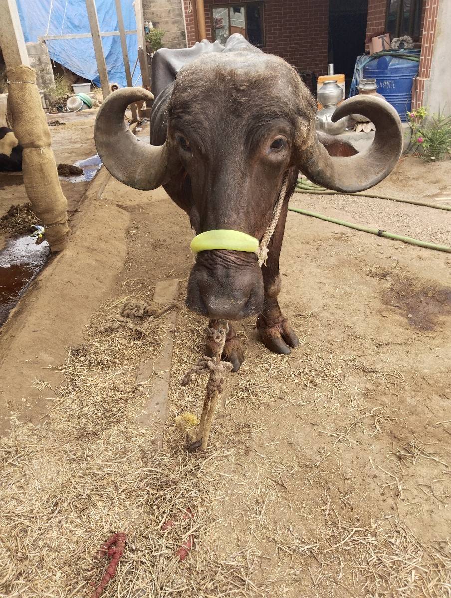ભેંસ