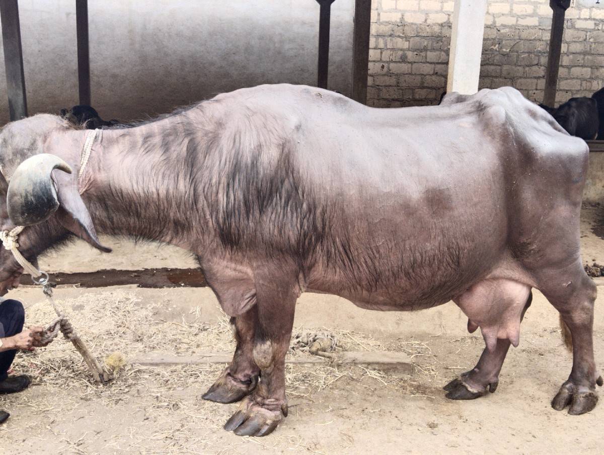 ભેંસ