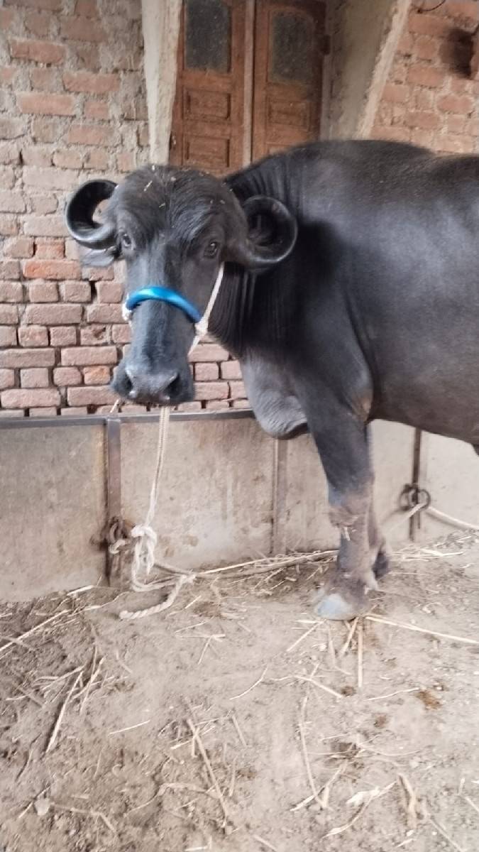 2 ભેસુ વેસવાની સે