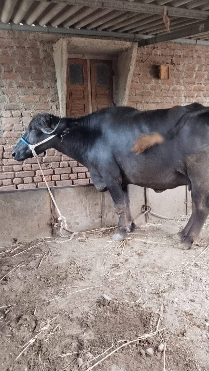 2 ભેસુ વેસવાની સે
