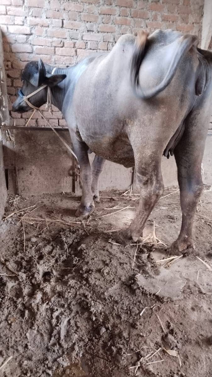 2 ભેસુ વેસવાની સે