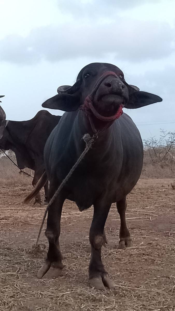 ખડેલુ વેચવાનુ છે