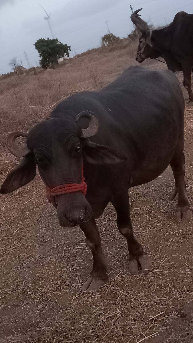 ખડેલુ વેચવાનુ છે