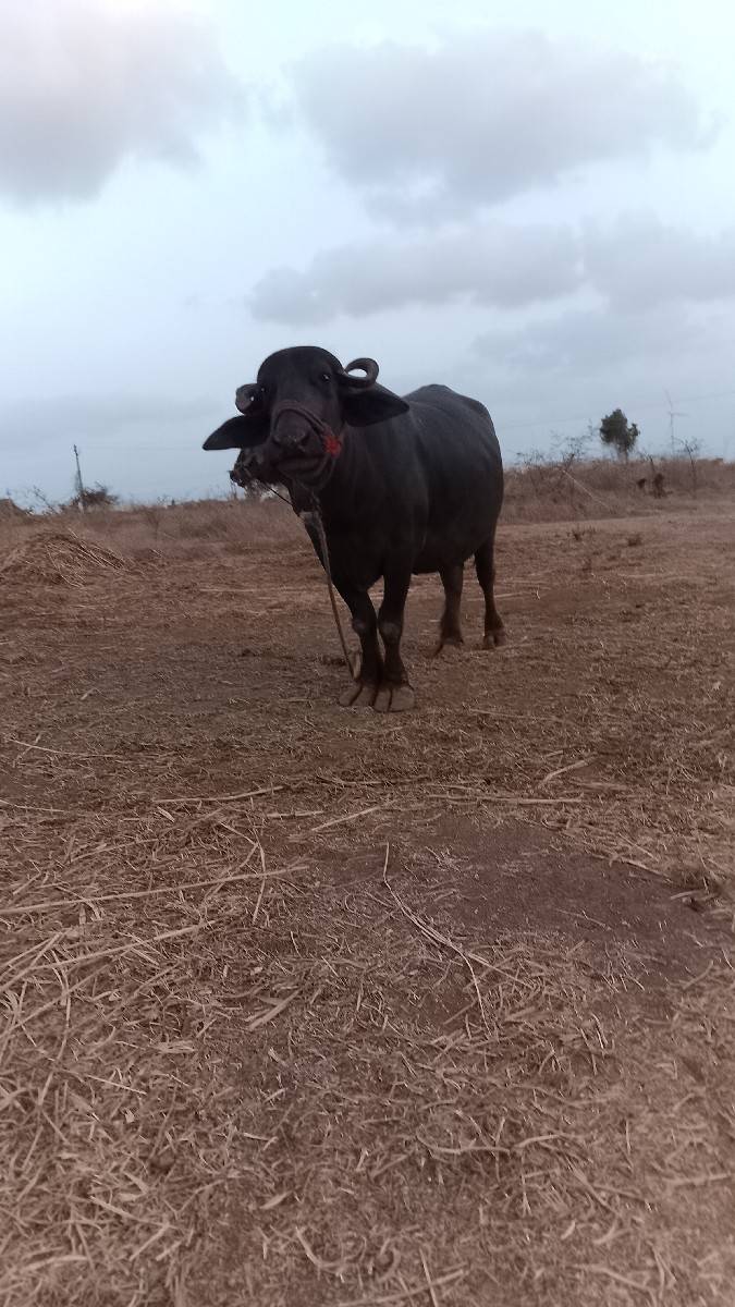 ખડેલુ વેચવાનુ છે