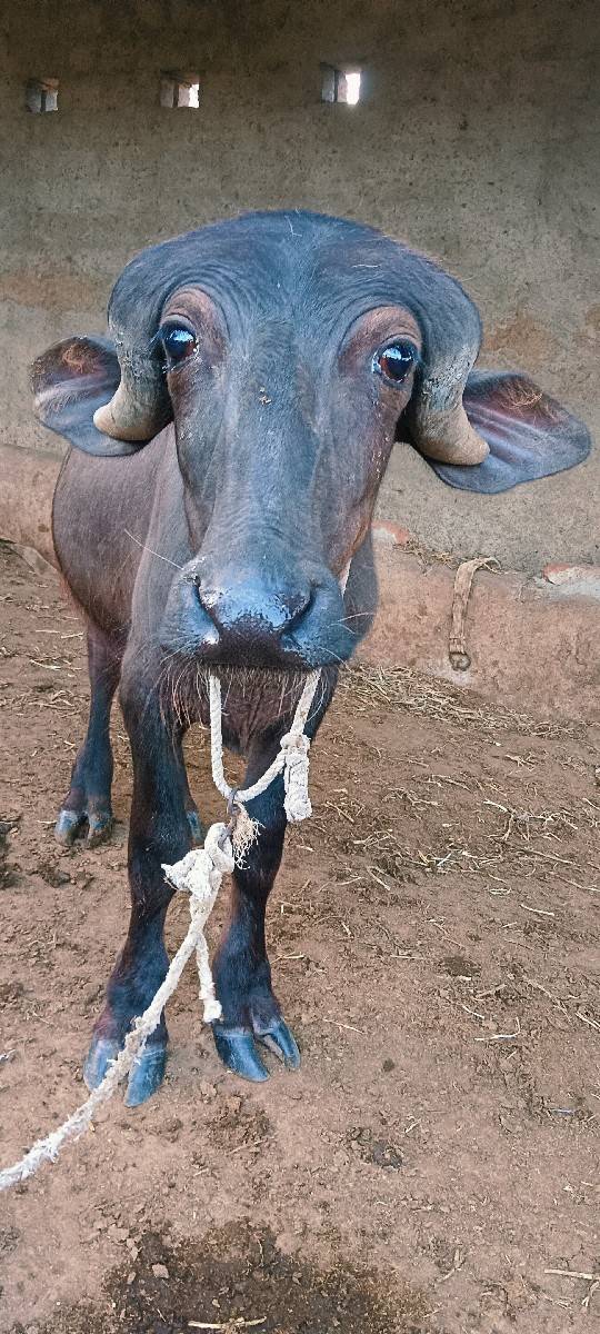 આ બૈય પાડા વેચ વાના છે