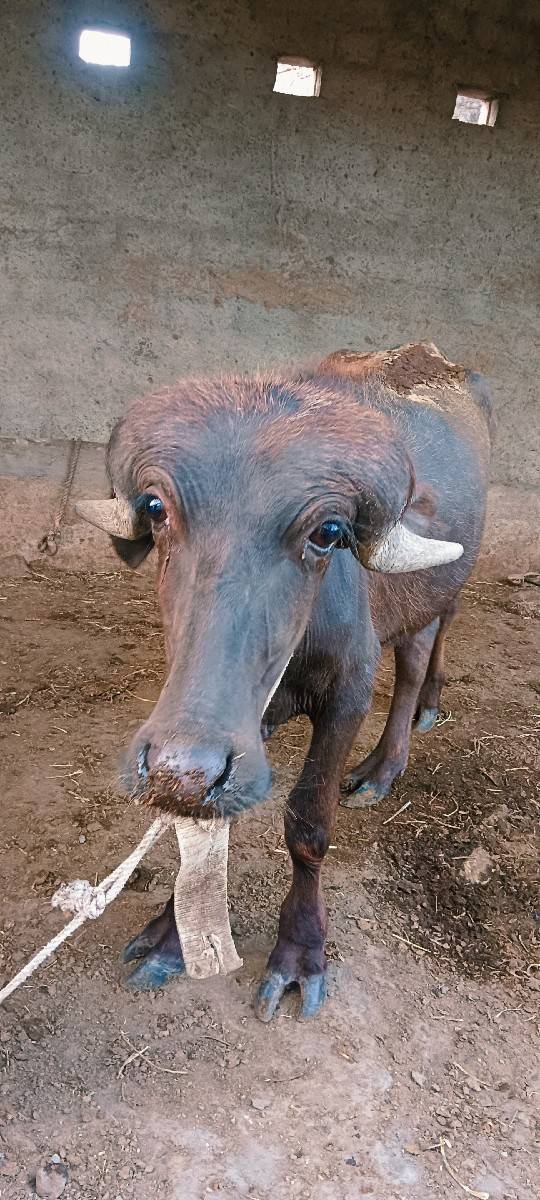 આ બૈય પાડા વેચ વાના છે