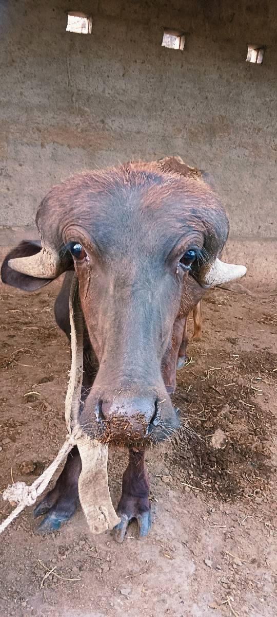 આ બૈય પાડા વેચ વાના છે