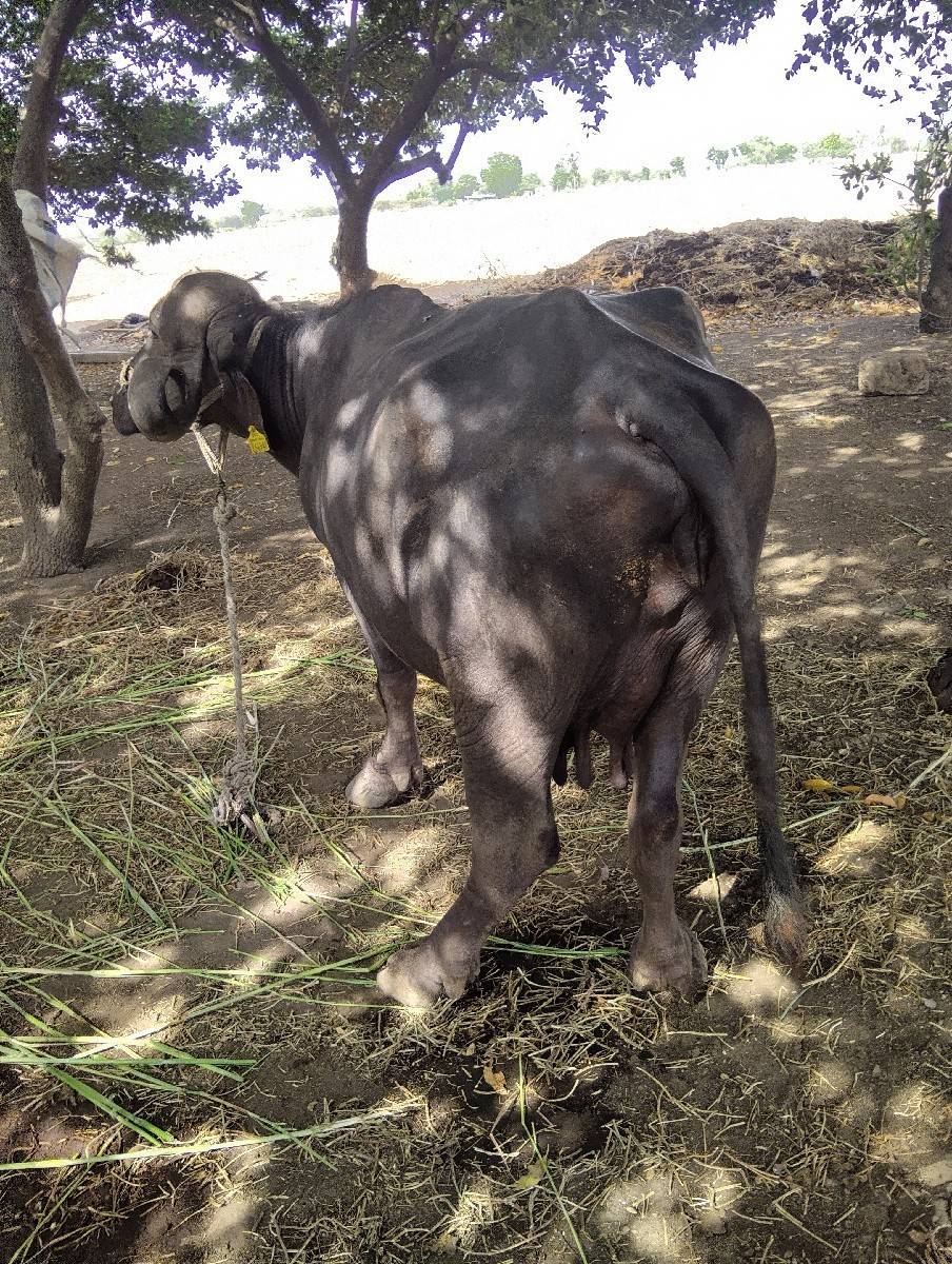 વેચવાની છે ભેંસ વેચવાની છે