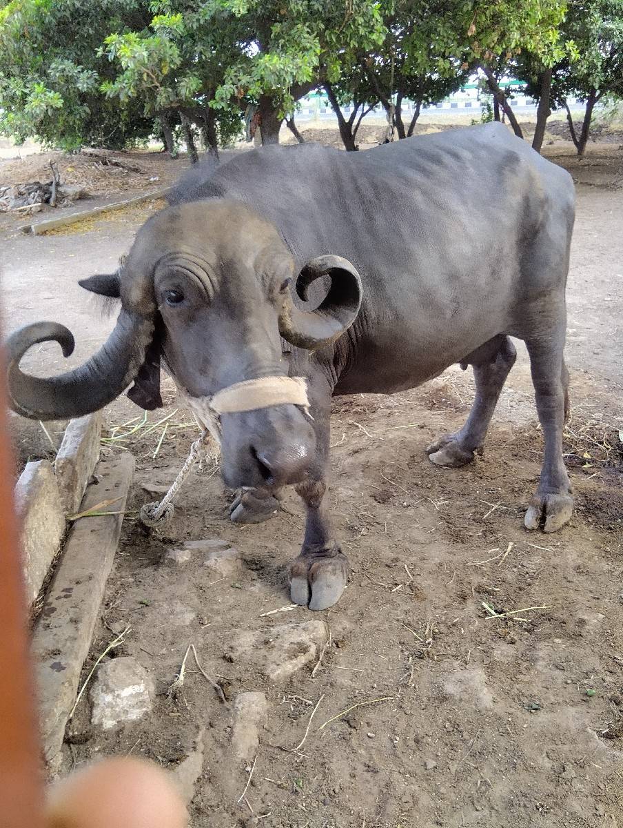વેચવાની છે ભેંસ વેચવાની છે