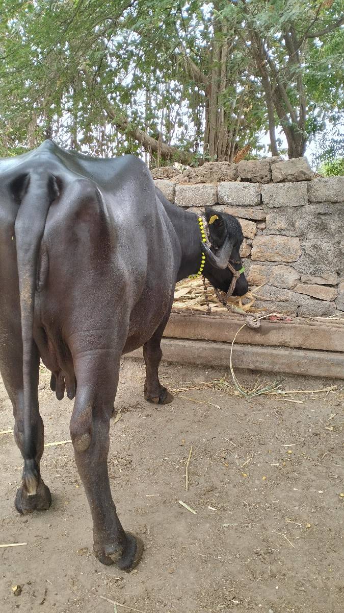 બીજું વેતર વ્યાસે 15 થી 20 દી મા