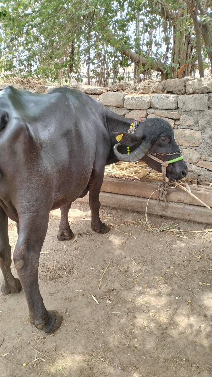 બીજું વેતર વ્યાસે 15 થી 20 દી મા
