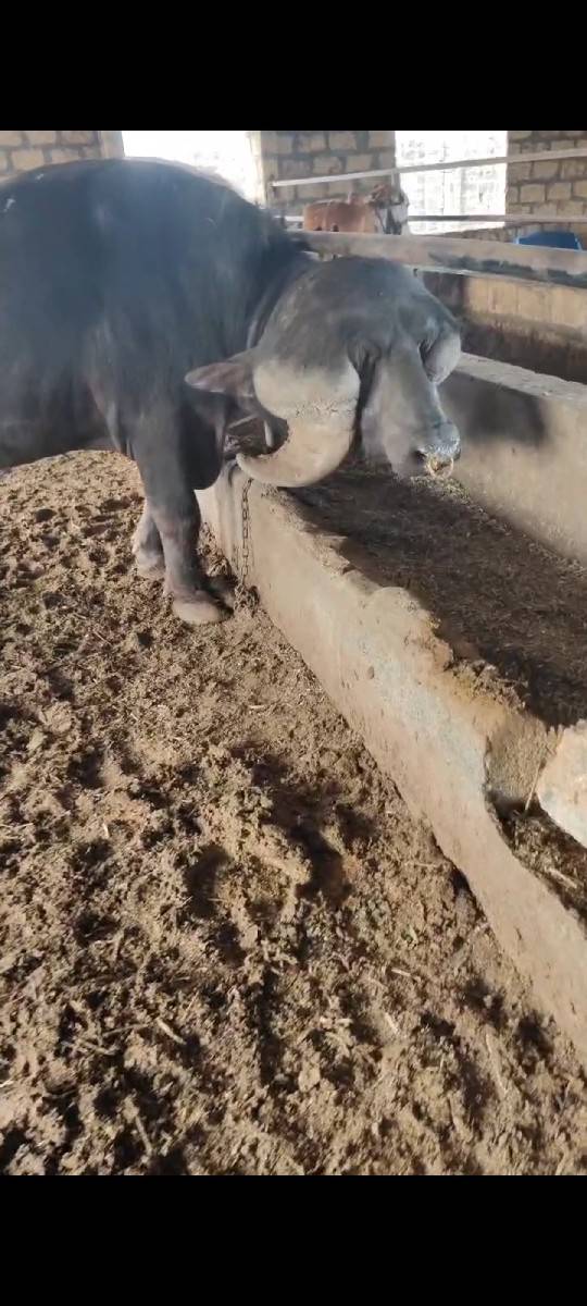 ભેંસ વેચવાની છે