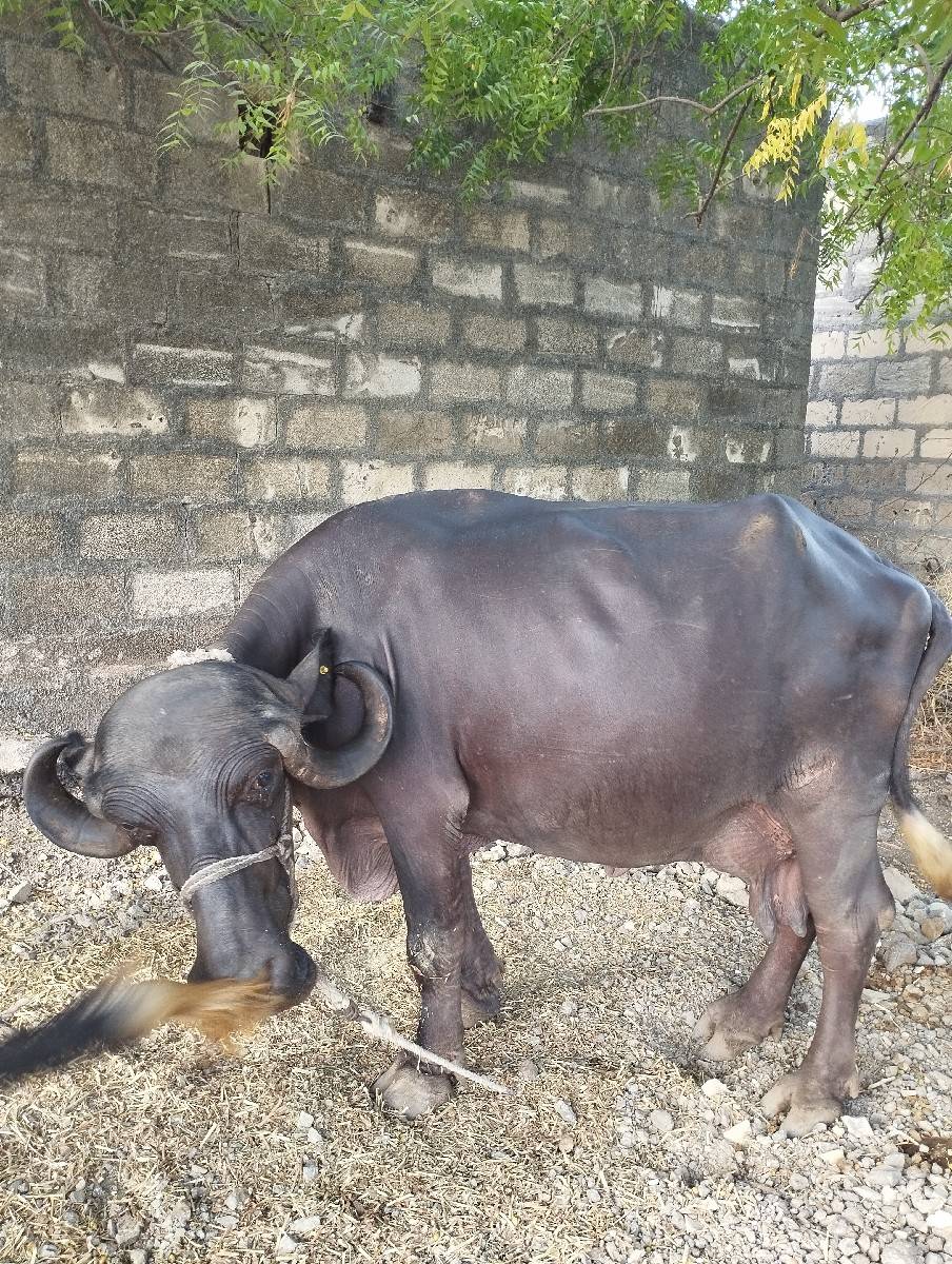 ભેંસ વેચવાની છે