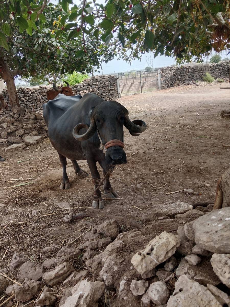 ભેસ વેચવાની છે ત્રીજુ વેતર