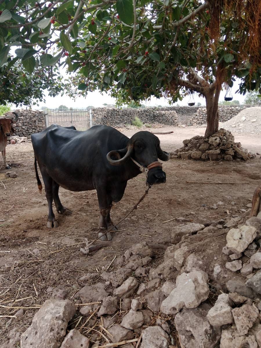 ભેસ વેચવાની છે ત્રીજુ વેતર