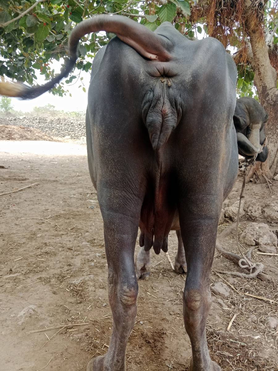 ભેસ વેચવાની છે ત્રીજુ વેતર