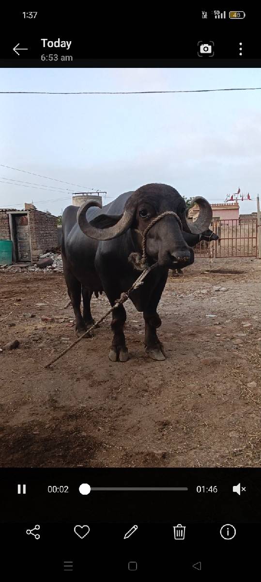 punar Divas nivasi