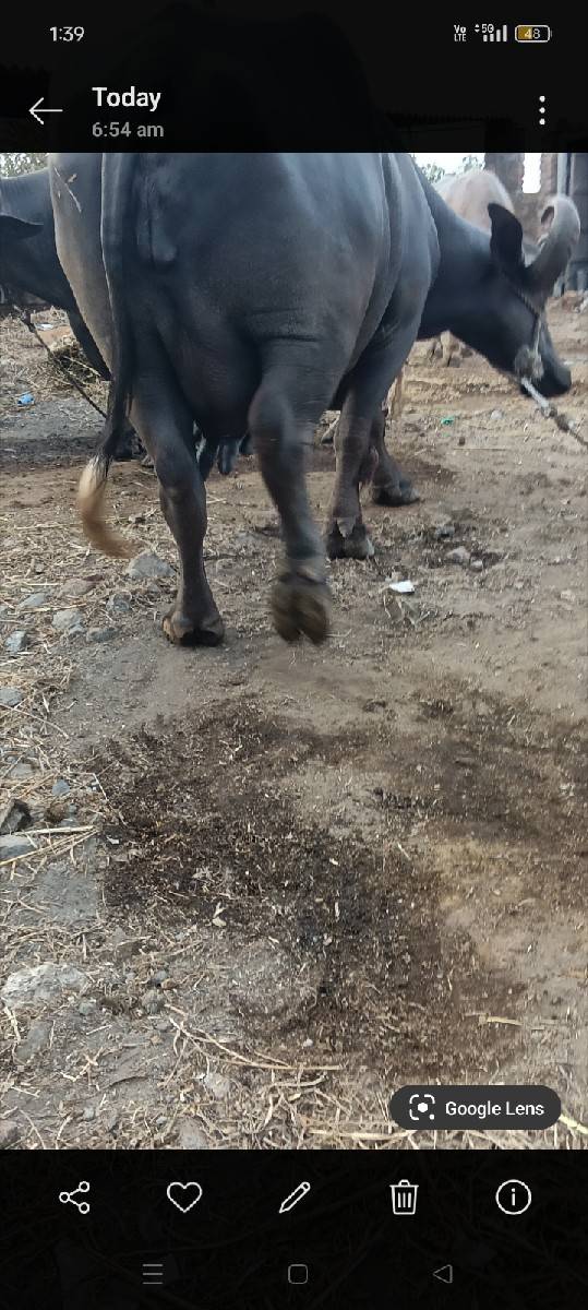 punar Divas nivasi