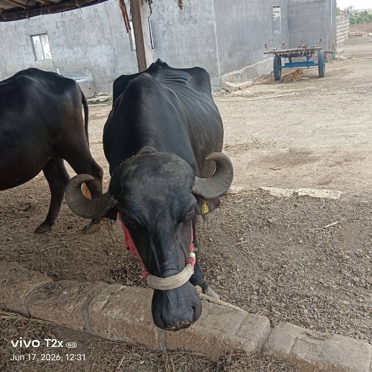 ભેંસ