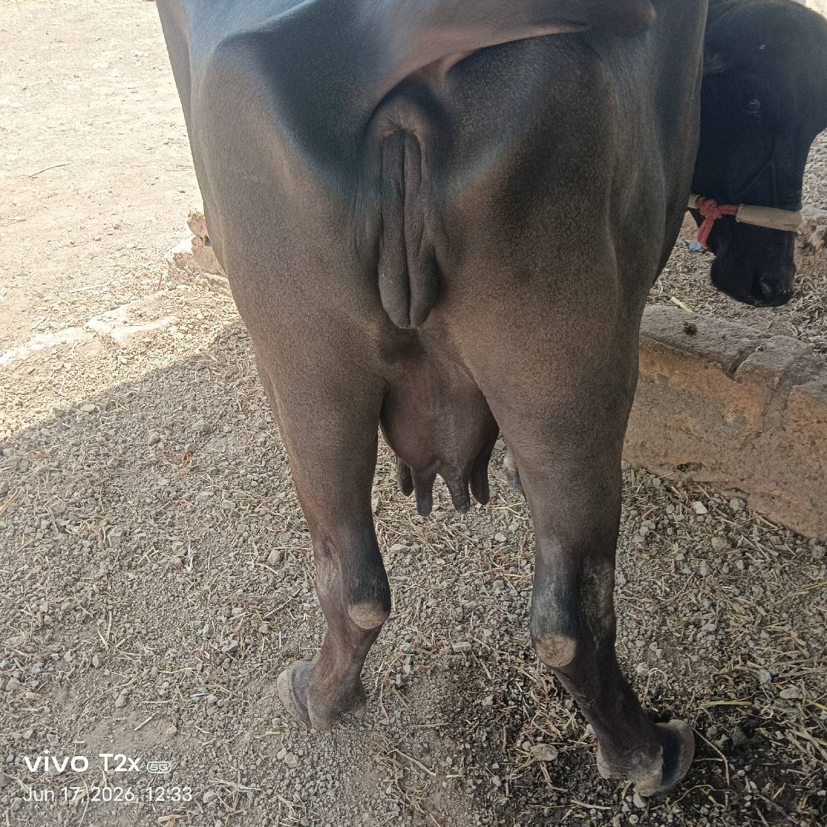 ભેંસ