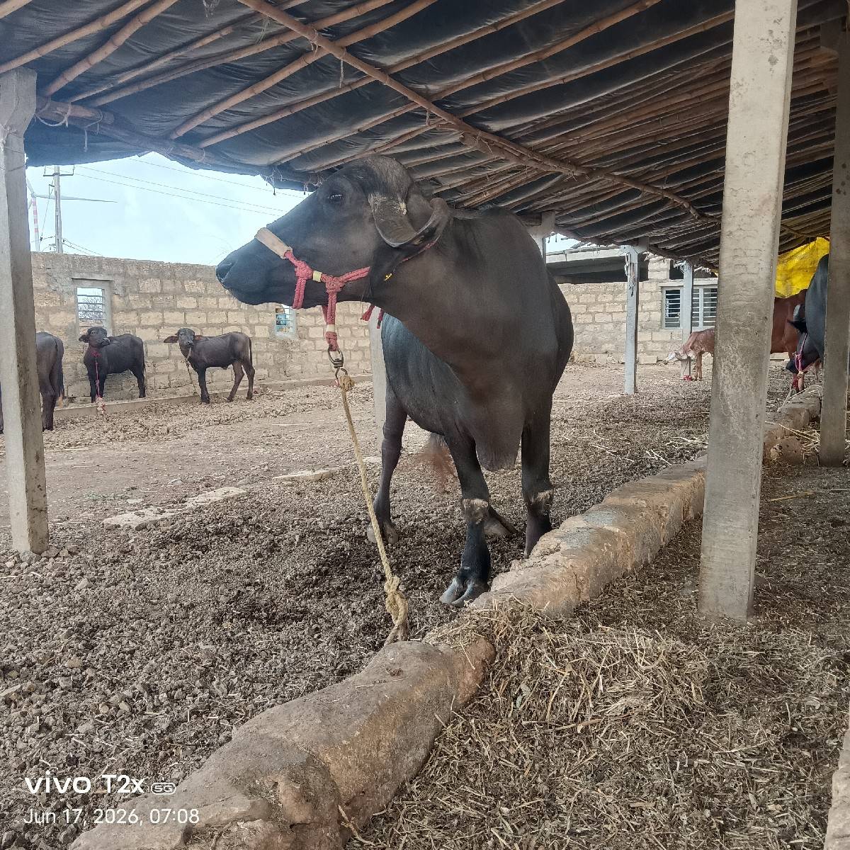 ભેંસ