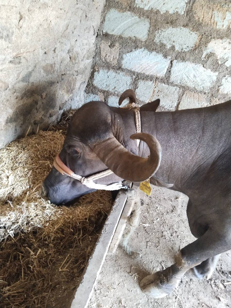 ભેંસ વેસવાની ફૂલ  જવાબદારી થી g
