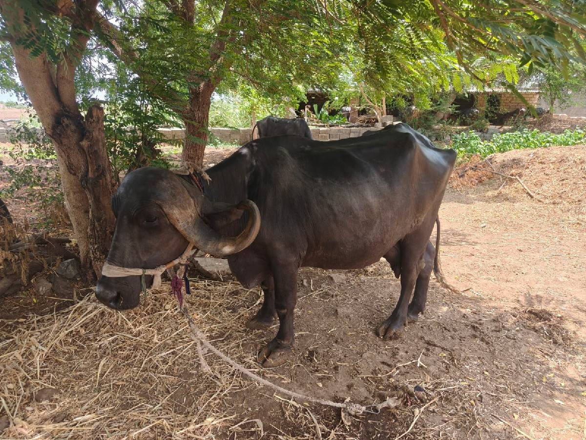 Vechavani