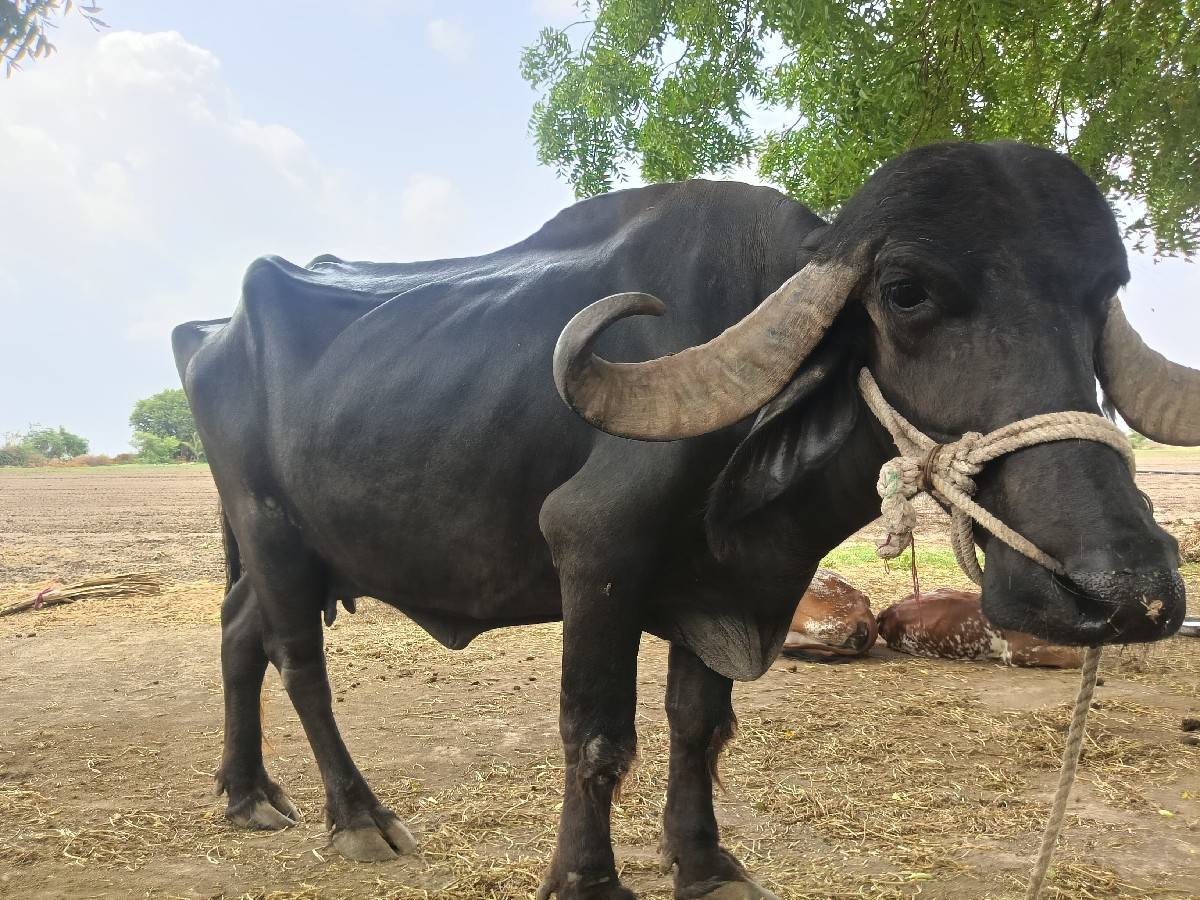 ભેંસ વેચવાની છે