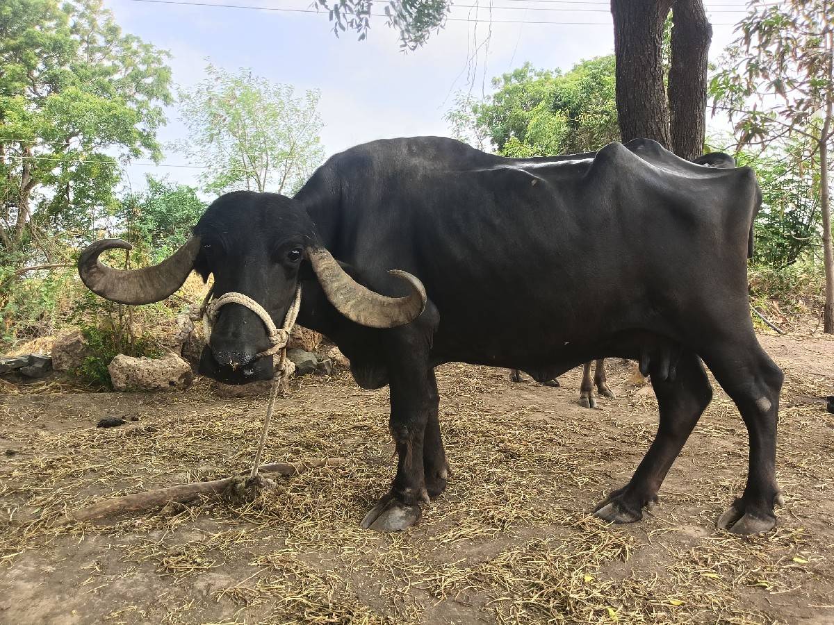 ભેંસ વેચવાની છે
