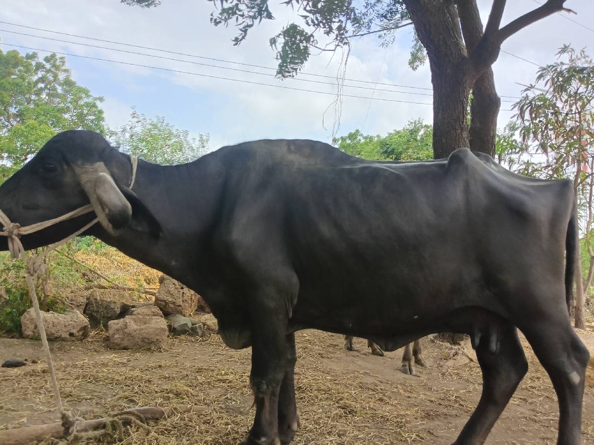 ભેંસ વેચવાની છે