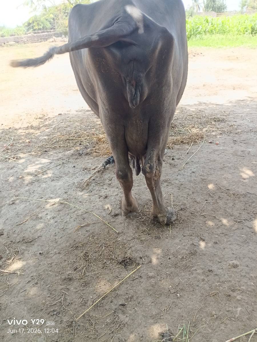 ભેંસ વેચવાની છે