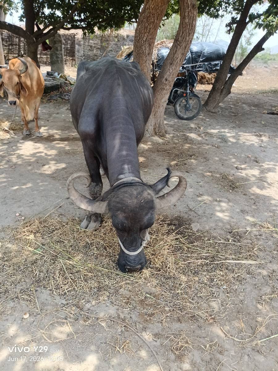 ભેંસ વેચવાની છે