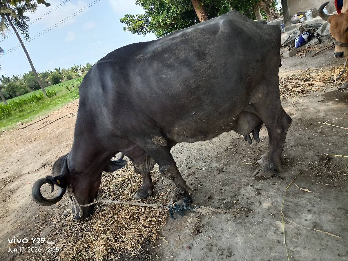 ભેંસ વેચવાની છે