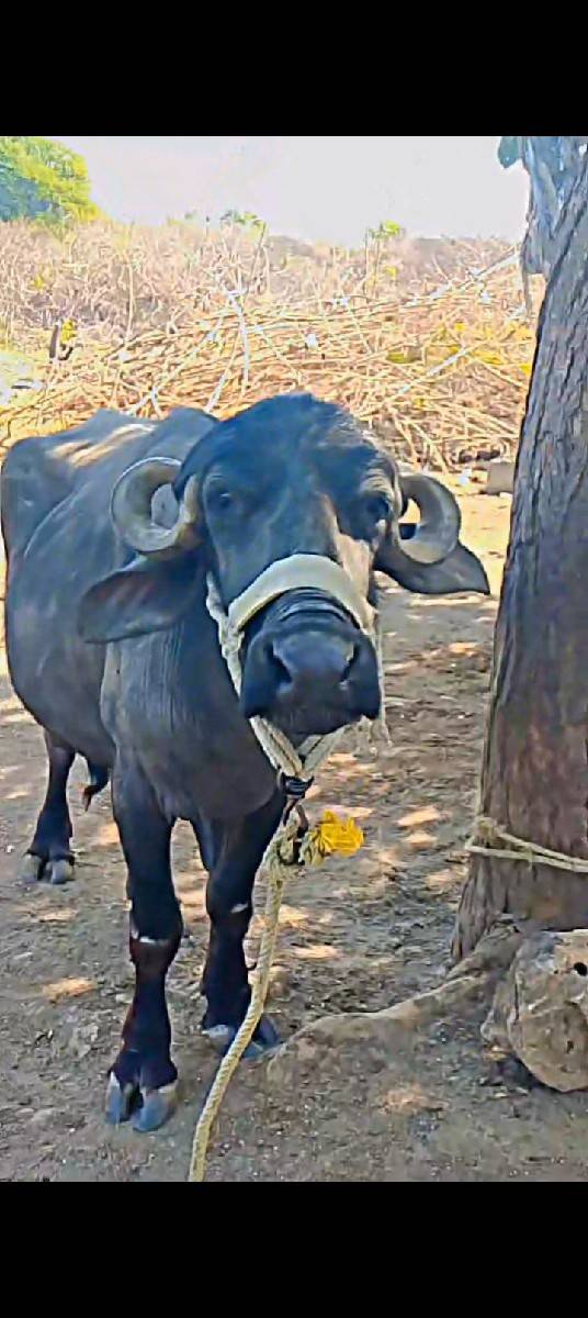 ખડેલી વેચવાની છે