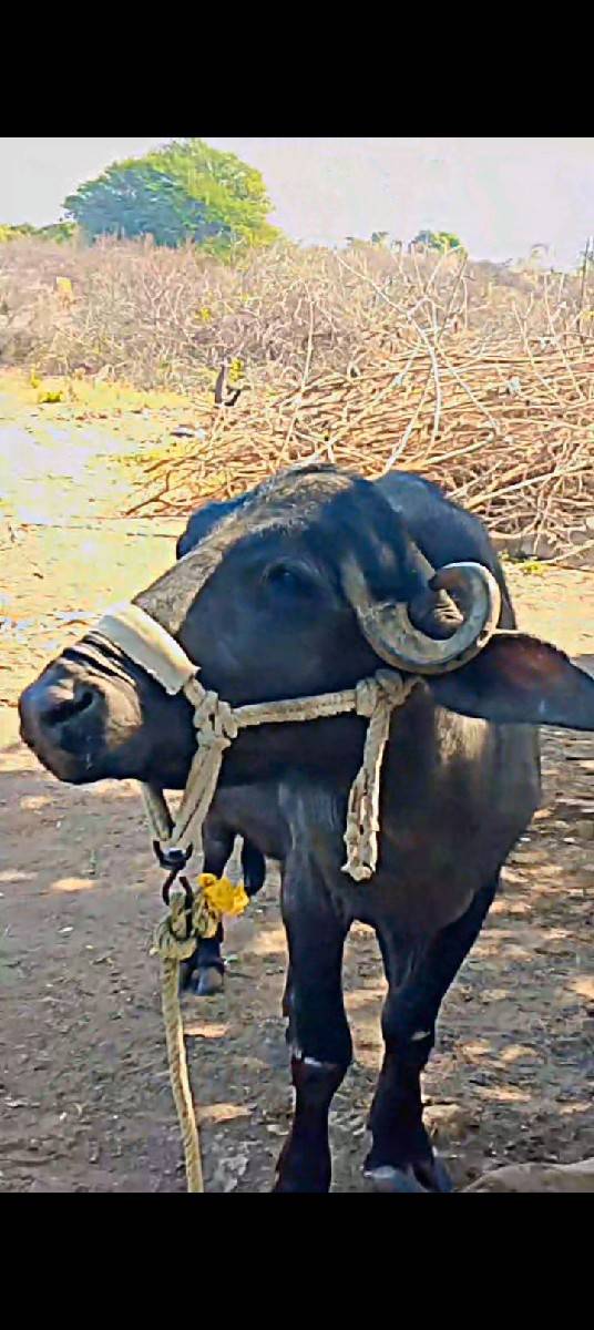 ખડેલી વેચવાની છે