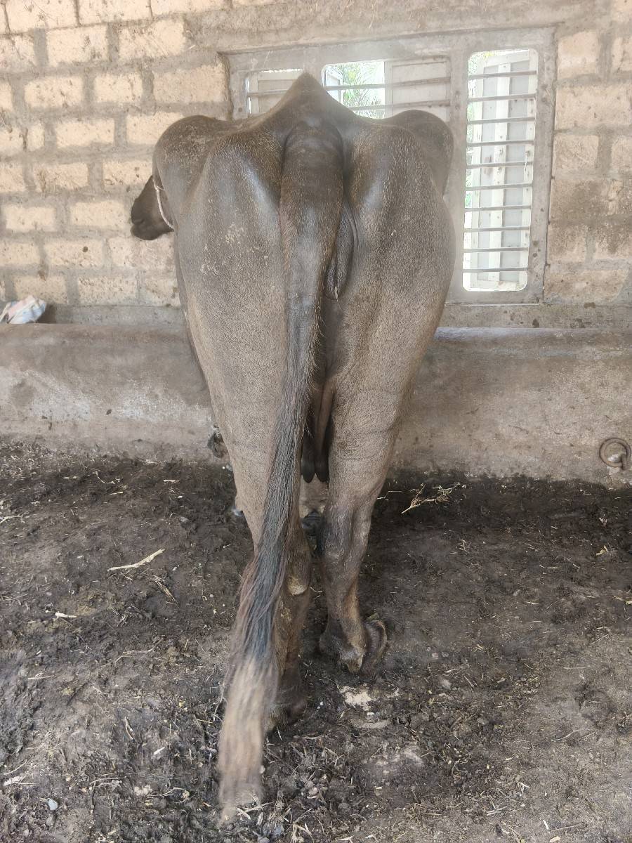ગાભણ ભેંસ વેચવાની છે