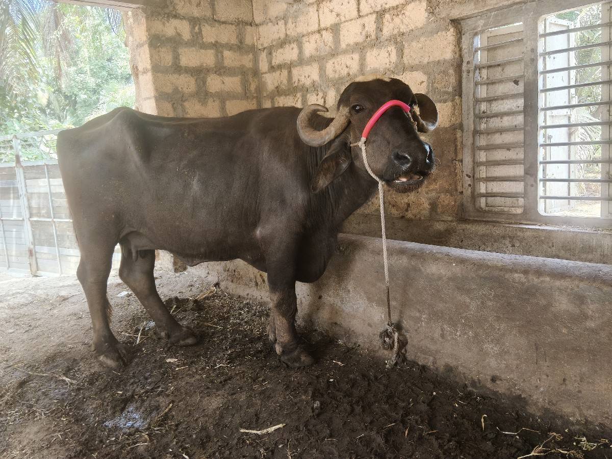 ગાભણ ભેંસ વેચવાની છે