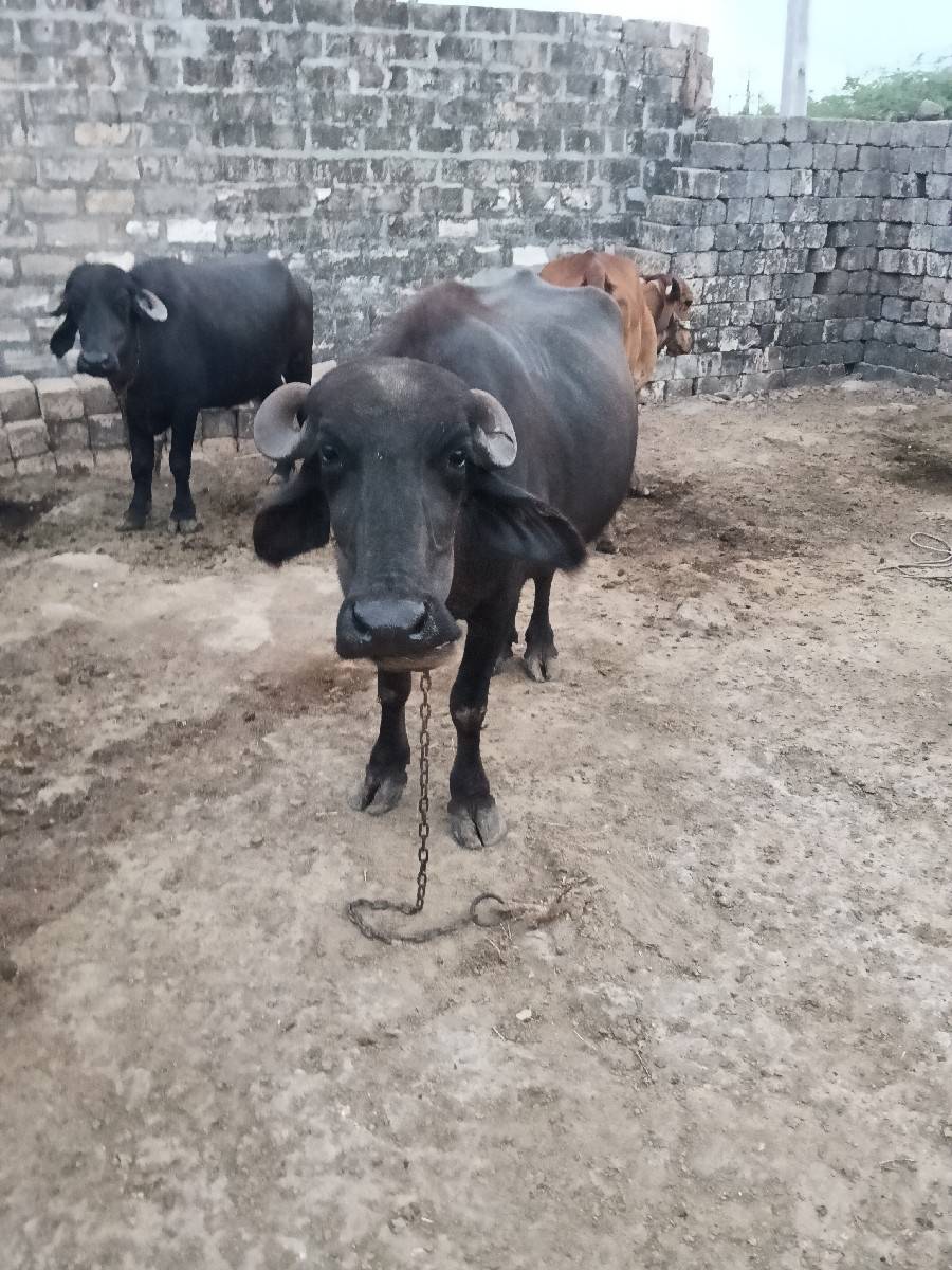 ભેંસ વેચવાની છે