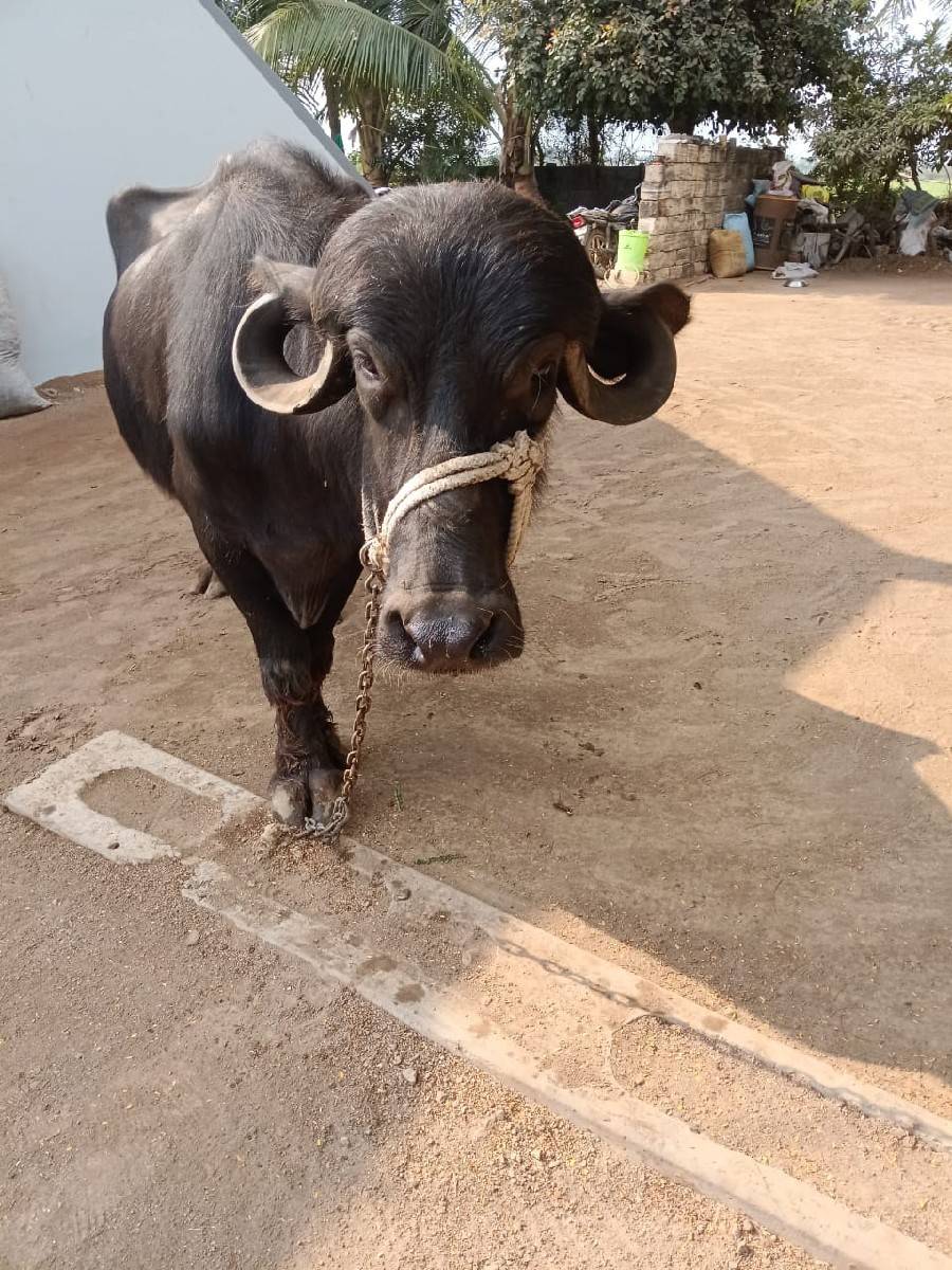 ખળેલી વેચવાની છે