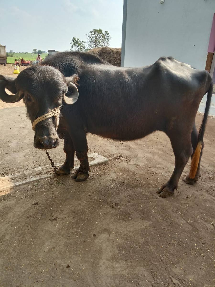 ખળેલી વેચવાની છે