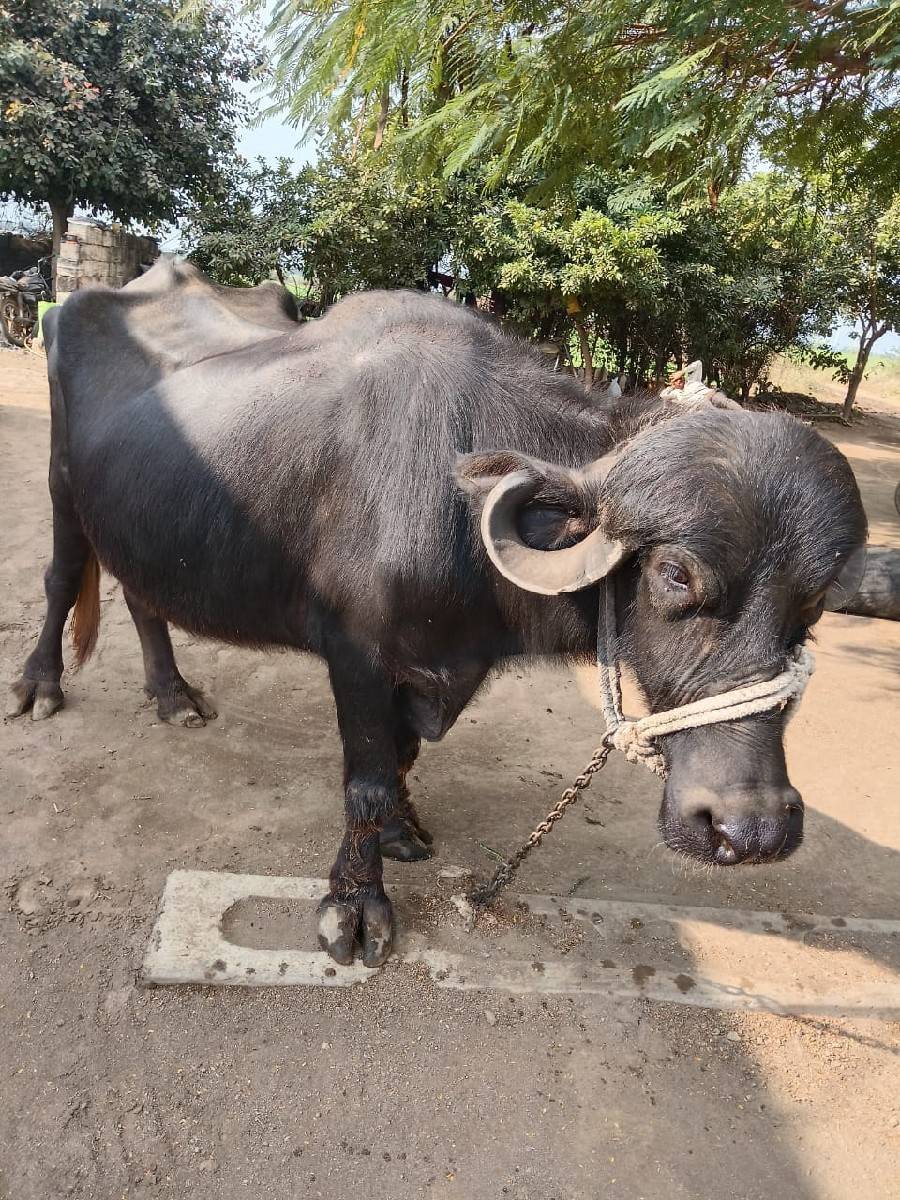 ખળેલી વેચવાની છે