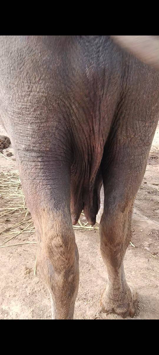 જાફરાબાદી ભુરી ભેંસ સે
