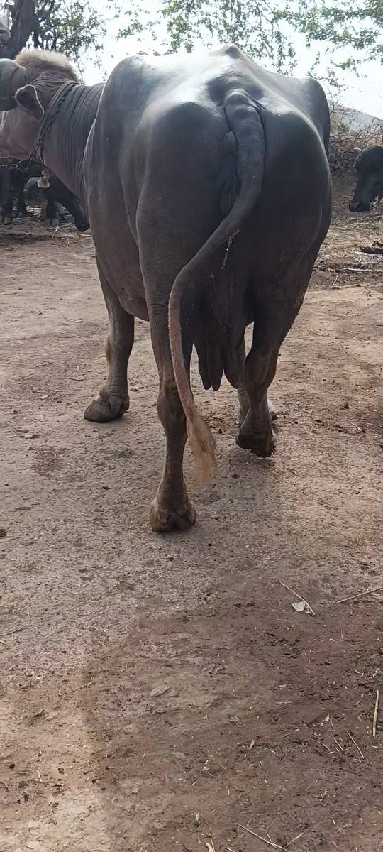 જાફરાબાદી ભુરી ભેંસ સે
