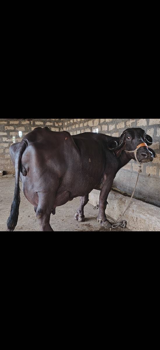 ભેંસ વેચવાની છે