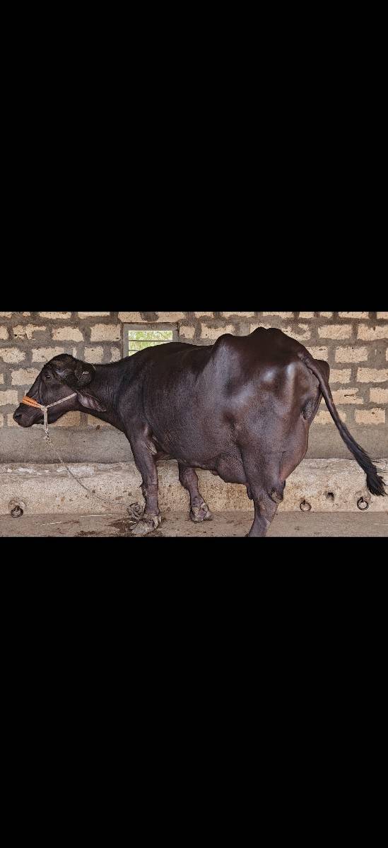 ભેંસ વેચવાની છે