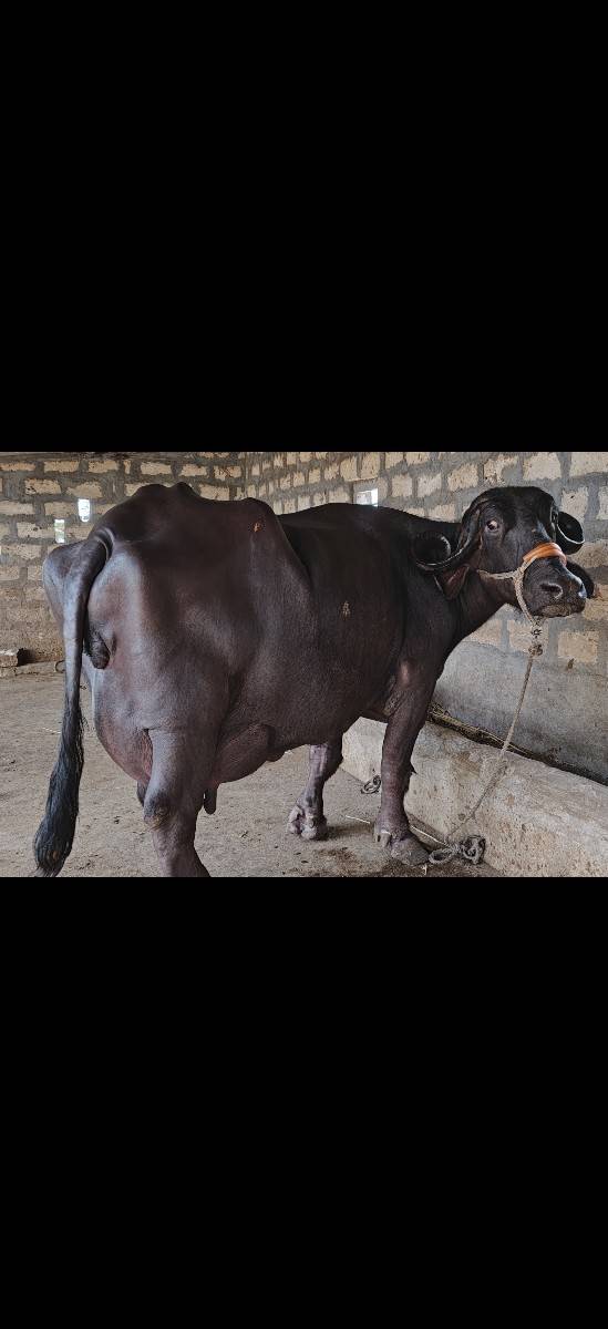 ભેંસ વેચવાની છે