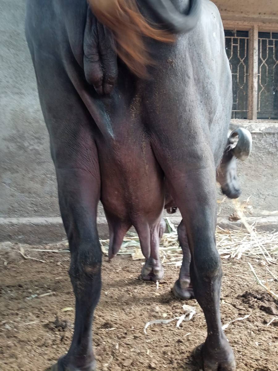 3 ju vetar